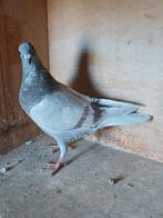 Te koop: duiven met goede stamkaart, Geslacht onbekend, Postduif