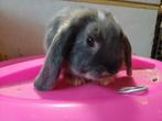 Blauw otter  rammetje, Dieren en Toebehoren, Mannelijk, Dwerg, Hangoor, 0 tot 2 jaar