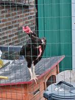 Shamo hen zoekt thuis, Dieren en Toebehoren, Pluimvee