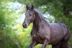 Springpaard gezocht, Dieren en Toebehoren, Ophalen
