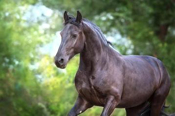 Springpaard gezocht, Enlèvement