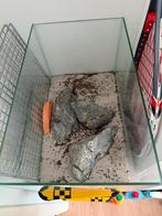 Terrarium mieren, Dieren en Toebehoren, Insecten en Spinnen, Mieren