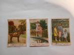 29 Chromo's Côte D'or reine Astrid, Koningin Astrid,prinsen, Ophalen of Verzenden