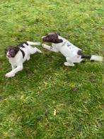 Engelse Springer Spaniel pups ouders bejaagd super mooie, Dieren en Toebehoren, België, Fokker | Hobbymatig, 8 tot 15 weken, CDV (hondenziekte)