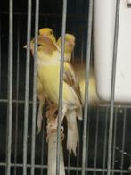 Canaris mynchimer, Dieren en Toebehoren, Vogels | Kanaries