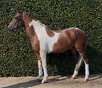 Eyecatcher 8 jarige ruin