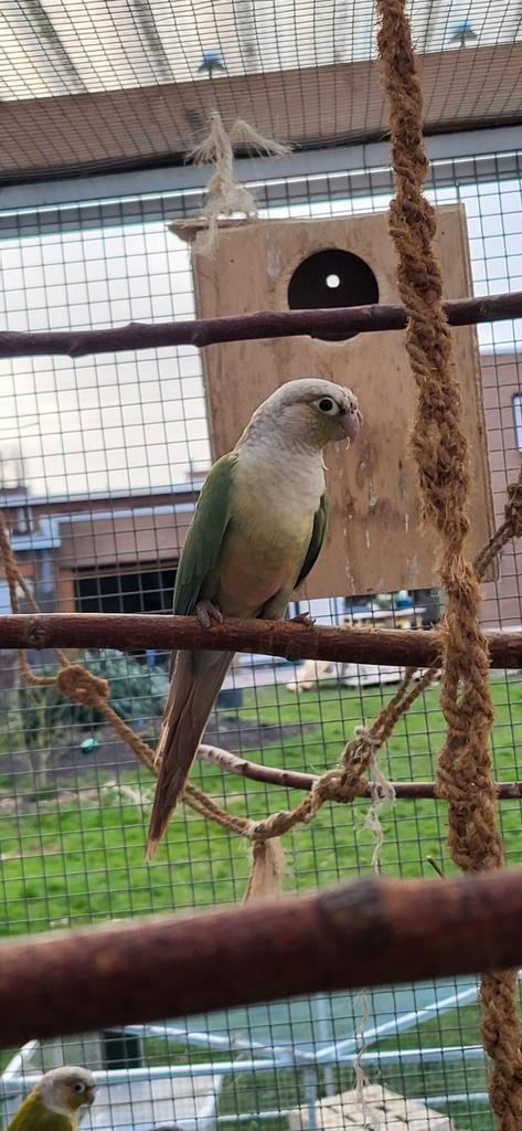 Conure molinae  male, Dieren en Toebehoren, Vogels | Parkieten en Papegaaien, Mannelijk, Geringd