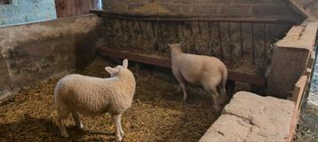 Enkel ooie lammeren  beschikbaar voor biedingen