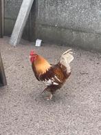 Brahma haan, Dieren en Toebehoren, Pluimvee