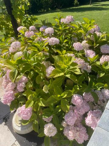 Grand hortensia rose de jardin