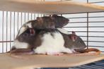 Ratjes, Dieren en Toebehoren, Knaagdieren, Rat, Vrouwelijk, Tam, Oktober