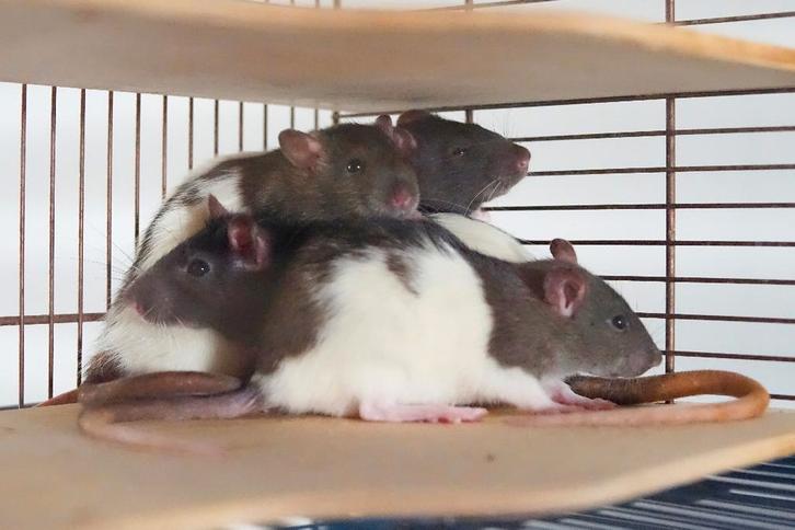 Ratjes, Dieren en Toebehoren, Knaagdieren, Vrouwelijk, Rat, Oktober, Tam