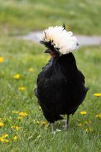 Hollandse kuifhoender kriel kippen jonge hennen beschikbaar, Animaux & Accessoires, Volatiles, Poule ou poulet, Femelle