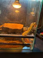 Berber skink, Dieren en Toebehoren