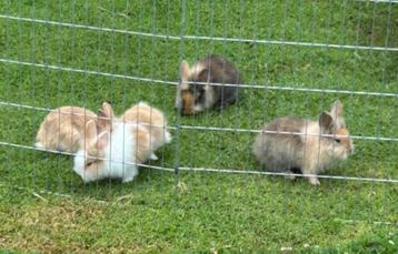 schattige dwerg konijntjes te koop, Plusieurs animaux, Nain, 0 à 2 ans