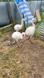 Witte nandoe kuikens, Meerdere dieren, Overige soorten