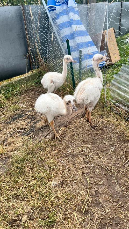 Witte nandoe kuikens, Dieren en Toebehoren, Pluimvee, Overige soorten, Meerdere dieren