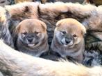Chiots Shiba Inu avec pedigree et tests de santé, Hépatite contagieuse (maladie de Rubarth), Autres races, 8 à 15 semaines, Plusieurs
