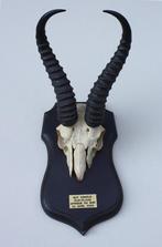 Schedel SPRINGBOK op zwart houten schild (ref. K), Crâne, Animal sauvage, Utilisé, Enlèvement ou Envoi