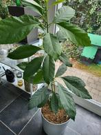 Avocadoplant in pot met zelfbewateringsysteem., In pot, Ophalen