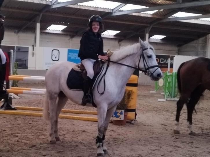 D ponys uit top stam. 1cm  parcours, Dieren en Toebehoren, Paarden, Merrie, L, 7 tot 10 jaar, Springpaard, Met stamboom