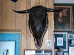 Taxidermie taureaux, Collections, Collections Animaux, Enlèvement, Comme neuf