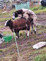 Drachtige ooien gezocht, Dieren en Toebehoren, Schapen, Geiten en Varkens