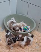 Boomertjes, Dieren en Toebehoren, België, CDV (hondenziekte), 8 tot 15 weken, Meerdere
