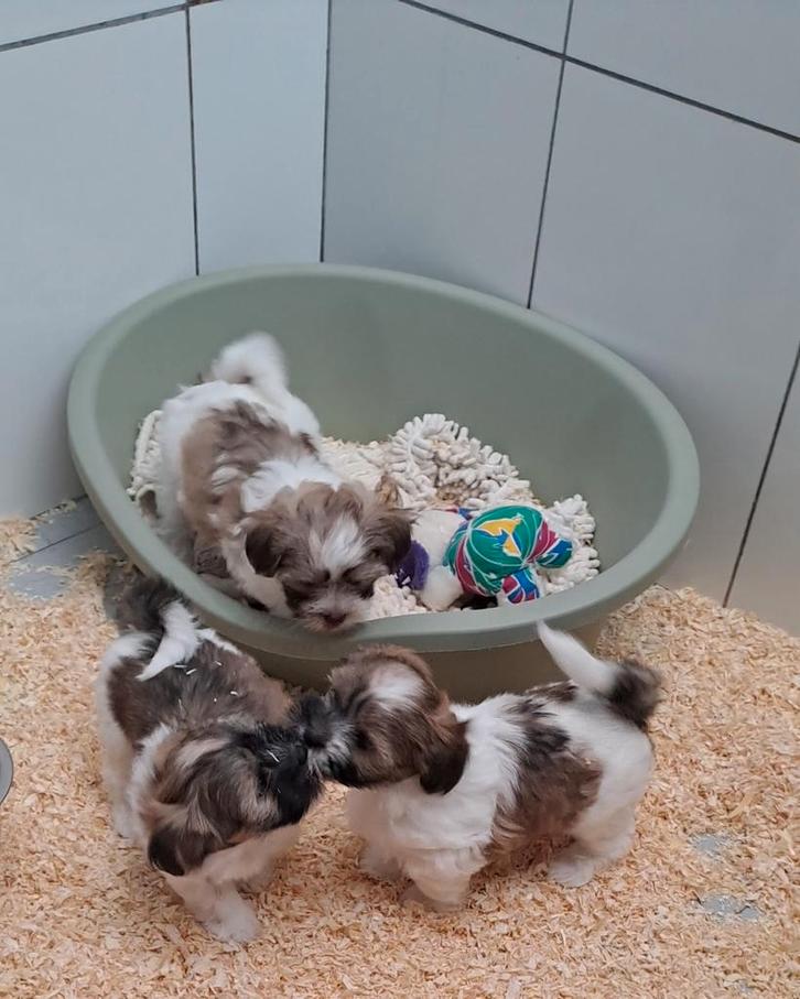 Boomertjes, Dieren en Toebehoren, Honden | Chihuahua's en Gezelschapshonden, Reu, Overige rassen, Fokker | Professioneel, Meerdere