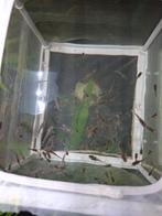 25+ Guppy jonkies, Dieren en Toebehoren, Ophalen, Zo goed als nieuw