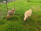 Kuikentjes Wyandotte x Mechelese koekoek (14 weken), Dieren en Toebehoren, Pluimvee
