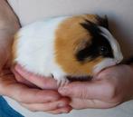 2 cavia mannetjes (beertjes), Dieren en Toebehoren, Cavia, Mannelijk, November, Tam