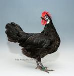 broedeieren grote spaanse witwang, Dieren en Toebehoren, Pluimvee, Kip