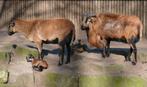 GEZOCHT kameroen schapen, Dieren en Toebehoren, Meerdere dieren, Schaap, 0 tot 2 jaar