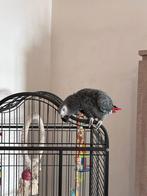 cage+ gris du gabon, Animaux & Accessoires, Oiseaux | Accessoires, Enlèvement