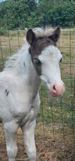 Minipaardje, Dieren en Toebehoren, Hengst, Recreatiepaard, Met stamboom, 0 tot 2 jaar