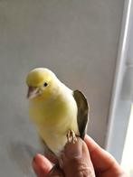 Canaris London Fancy femelle, Dieren en Toebehoren, Vogels | Kanaries, Vrouwelijk