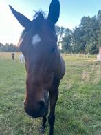 Paard zoekt nieuw baasje! Ruin, zeer rustig en veelzijdig, Springpaard, Met stamboom, Ruin, Zadelmak