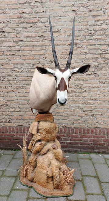 Opgezette oryx op zuil nieuw taxidermie schedel gewei jacht