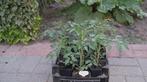 tomatenplanten, Jardin & Terrasse, Plantes | Jardin, Annuelle, Plein soleil, Enlèvement, Plantes potagères