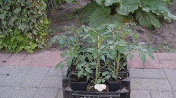 tomatenplanten