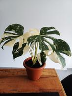 Monstera thai constellatie, Huis en Inrichting, Kamerplanten, Ophalen