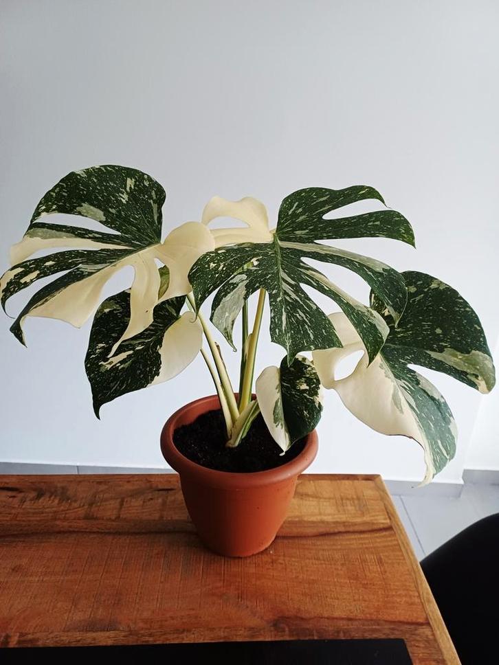 Monstera thai constellatie, Huis en Inrichting, Kamerplanten, Ophalen