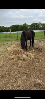 18 jarige merrie te koop, Dieren en Toebehoren, Merrie