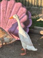 Indische loopeend., Dieren en Toebehoren, Mannelijk, Eend