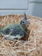 Jonge valkparkiet om handtam te maken, Dieren en Toebehoren, Vogels | Parkieten en Papegaaien, Mannelijk, Parkiet, Geringd