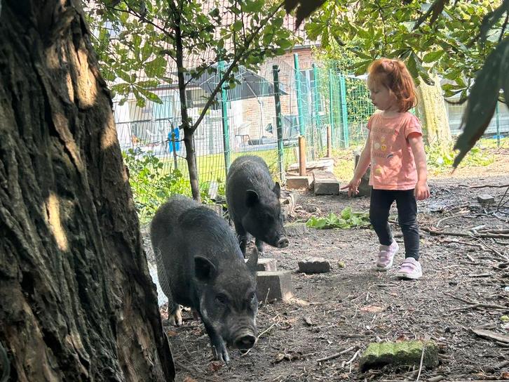 2 Varkentjes Gottinger handtam varkens hangbuik, Animaux & Accessoires, Moutons, Chèvres & Cochons, Porcs, Plusieurs animaux, 3 à 5 ans