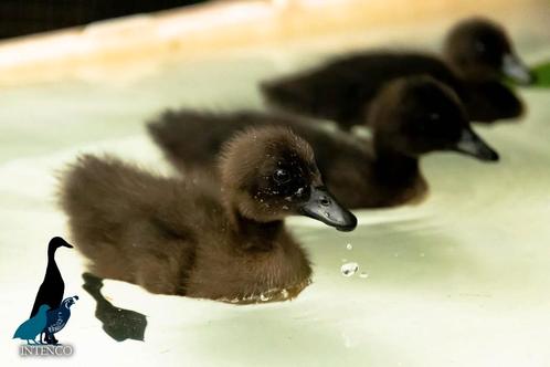 Zwarte Intenco Indische loopeend kuikens te reserveren, Dieren en Toebehoren, Pluimvee