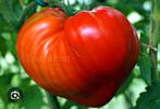 BİO Tomatenplanten Teton de Venus, per plant voor 1 euro, Tuin en Terras, Planten | Tuinplanten, Ophalen