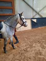 3 jarige grote B pony ruin BRP, Dieren en Toebehoren, Pony's, Ruin, B